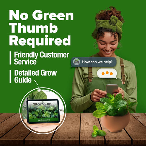 Home Grown Premium Common Mint Seeds - 1800 Non-GMO Heirloom Herb Seeds, USA Sourced | Ideal for Planting Mint Seeds Outdoors or Indoors for a Fre...
