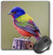 Painted Bunting male bird perched - US44 LDI1047 - Larry Ditto - Mouse Pad, 8 by 8 inches (mp_147129_1)...