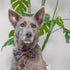 Huxley & Kent Bow Tie for Pets | Creepy Candy (Large) | Halloween Hook & Loop Bow Tie Collar Attachment | Fun Bow Ties for Dogs & Cats | Cute, Com...