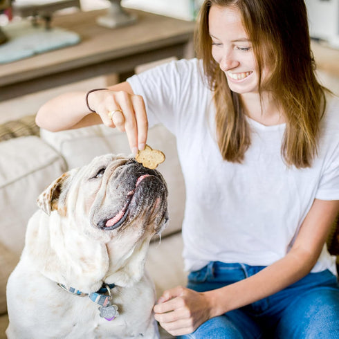 Cloud Star Corp, Wag More Bark Less Grain Free Oven Baked Pumpkin Dog Biscuits , 14 Ounce (Pack of 1)...