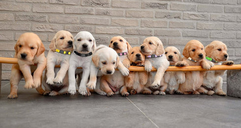 16 PCS Puppy Collars, Safety Buckle Puppy Collars for Litter Nylon Adjustable Puppy Collars for Small Puppies, Breakaway Puppy ID Collars Whelping...