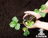 Organic Potting Soil Mix 1qt for Strawberry Plant and All Indoor Herb Houseplants...