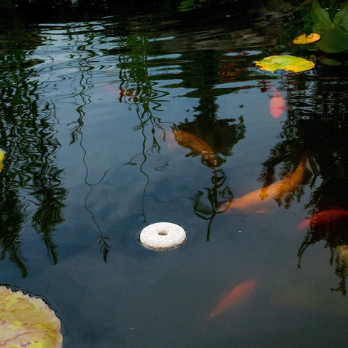 Mosquito Dunks 102-12 Mosquito Killer for Bird,Fish, 2 Pack...