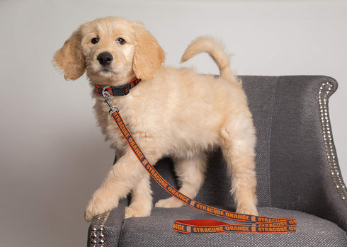 Pets First Collegiate Pet Accessories, Dog Leash, Syracuse Orange, Small...