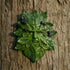 Top Collection Garden Blueberry Greenman Hanging Plaque...