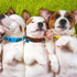 Puppy Collars-12 Pack Puppy Collars for Litter, Adjustable Puppy ID Collars Soft Nylon Whelping Collars for Newborn Litter Puppy Pets (Colorful Pu...