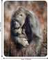 Magnet - A Love So Grand from Deluxebase. Lenticular 3D Gorilla Fridge Magnet. Magnetic Decor for Kids and Adults with Artwork Licensed from Renow...