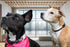 Two Pack - Black & White - Protective Airtag Case for Dog Collar, Pet/Dog Collar Holder Case Compatible with Apple AirTag, Waterproof Airtag Loop ...
