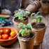 Peat Pots for Seedlings 3.15 Inch, Biodegradable Round Seed Starter Pots with 10 Plant Labels for Garden Germination, Nursery Pot with Drainage Ho...
