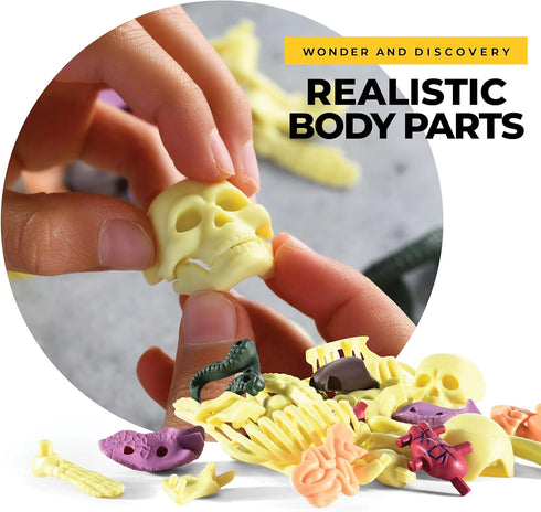 Human Anatomy for Kids Removable Skeleton Model and Torso Human Body for Kids STEM Toys Science Kit Full Body Anatomy Sets for Kids and Teens - 30...
