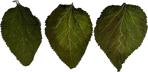 Awesome Aquatic Mulberry Shrimp Leaves Natural Botanical Leaf Food Organic Treat Aquarium Fish Shrimp Terrarium High Protein Vitamin Mineral Fiber...