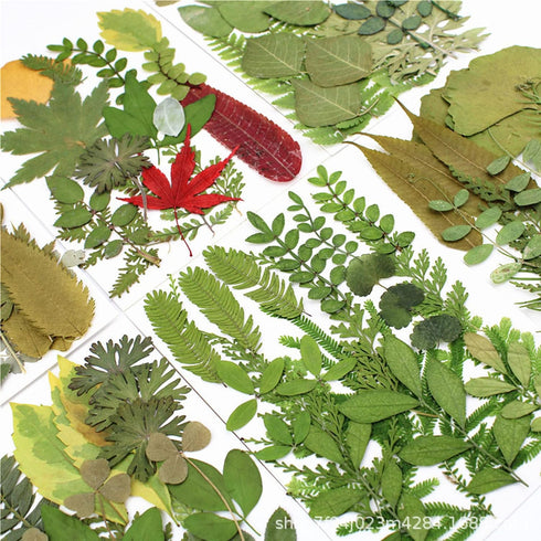 LUCISKY 84 Pcs Dried Leaves Pressed Flowers for Resin Molds, Real Natural Assorted Dry Greenery for Leaf Craft DIY, Jewelry Making, Decoration Sup...