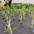 Grafting Tape Grafting Film for Plants, 2 Pack Stretchable Garden Grafting Tape Plants Repair Budding Tapes for Floral Fruit Tree and Poly Budding...