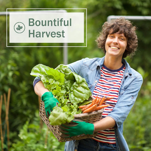 Sow Right Seeds - Arugula Seeds for Planting - Non-GMO Heirloom Seeds with Instructions to Plant a Home Vegetable Garden - Indoors, Hydroponics or...