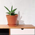 6 Pack Plastic Plant Pots with Drainage Holes and Tray, 4 inch Thickened Indoor Planters Seedlings Nursery Pots for Flowers, African Violet, Succu...