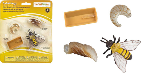 Safari Ltd. Life Cycle of a Honey Bee - Educational Toy Figurines - Miniature Bee Lifecycle Collection for Boys, Girls & Kids Age 4+...