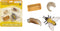 Safari Ltd. Life Cycle of a Honey Bee - Educational Toy Figurines - Miniature Bee Lifecycle Collection for Boys, Girls & Kids Age 4+...