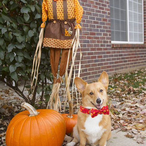 Elegant little tail Dog Collar with Bow - Fall Dog Collar Halloween Pumpkin Bow Girl Boy Pet Collar Soft Dog Bowtie Collars for X-Large Dogs...