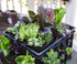 L121212 Smart Pot Milk Crate Liner, 12" x 12" x 12", Black...
