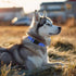 Durable Reflective Nylon Dog Collar with Adjustable Safety Buckle, Suitable for Small, Medium, Large Dogs,Blue, M...