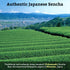 SUGIMOTO TEA Japanese Sencha Green Tea Loose Leaf 3.5 oz (100 g) Pack of 1...