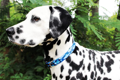 Limeloot Sharks Dog Collar, Summer Themed Dog Collar for Male and Female Dogs, Medium...