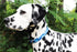Limeloot Sharks Dog Collar, Summer Themed Dog Collar for Male and Female Dogs, Medium...