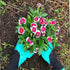 Claw Gardening Gloves for Planting, Garden Glove Claws for Women...