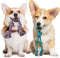 2 Pack Dog Rope Toy for Small Dogs, Puppy Teething Toys, Durable Cotton Puppy Chew Toys for Teething, Small Dog Toys for Aggressive Chewers, Inter...