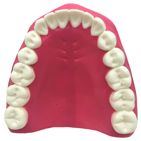 Dental Teeth Care Model with Toothbrush,32 Teeth,Kouber Human Anatomical Model,4"x 5" x 7"...