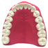 Dental Teeth Care Model with Toothbrush,32 Teeth,Kouber Human Anatomical Model,4"x 5" x 7"...