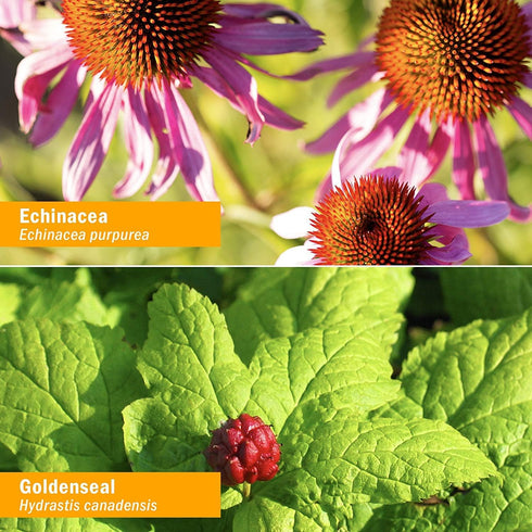 Herb Pharm Organic Rapid Immune Boost: Fast-Absorbing Tincture for Adults, Echinacea Tincture with Goldenseal, Ginger Extract & Elderberry, Immune...