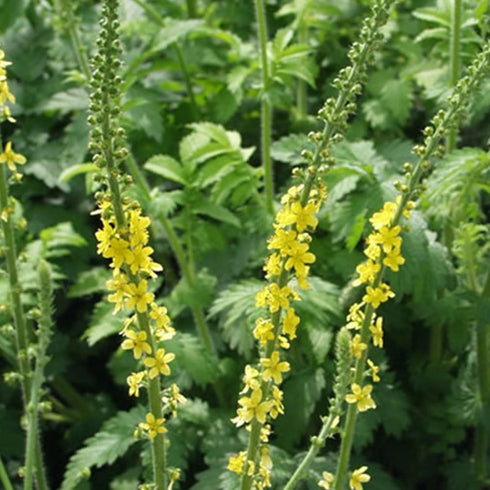 Jovvily Agrimony Herb - 4 oz - Cut & Sifted - Herbal Tea - Non-GMO...