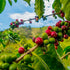 Royal Kona Vanilla Macadamia Flavored, 10% Kona Coffee Blend, Light-Roast Single-Serve Coffee Pods, Compatible with Keurig® Brewers, A Taste of Al...