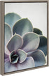 Kate and Laurel Sylvie Succulent 5 Framed Canvas by F2 Images, 18x24 Gray...