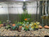 Artificial Fish Tank Plants Silk Aquarium Plastic Plant Aquatic Water Grass Foreground Decor (2PCS Plastic Plants)...