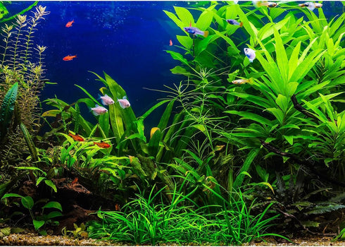 Aquarium Background Aquatic Plants Fish Tank Background Stone River Bed & Lake Aquarium Background Tropical Fish Tank Background Undersea Tree Bra...
