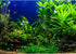 Aquarium Background Aquatic Plants Fish Tank Background Stone River Bed & Lake Aquarium Background Tropical Fish Tank Background Undersea Tree Bra...
