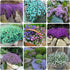 Mix Creeping Thyme Seeds Ground Cover for Planting, Thymus Serpyllum Heirloom Seeds for Rock Gardens, Along Borders, Fences & walkways Ornamental ...