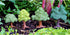 Top Collection Miniature Fairy Garden & Terrarium Mini Leafy Tree Decor with Pick, Small...