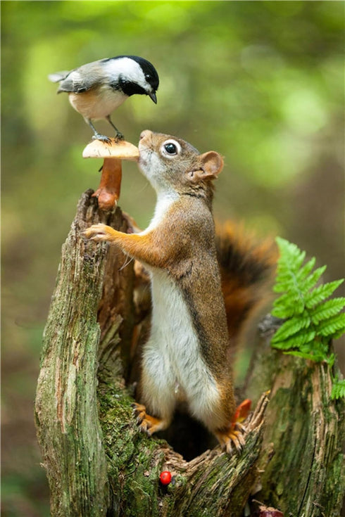Jigsaw Puzzle for Adults -Squirrel and Bird-Wooden Puzzles, Holiday Jigsaw Puzzles for Teenager,Best Brain Exercises for Adults Puzzles,500 Pieces...