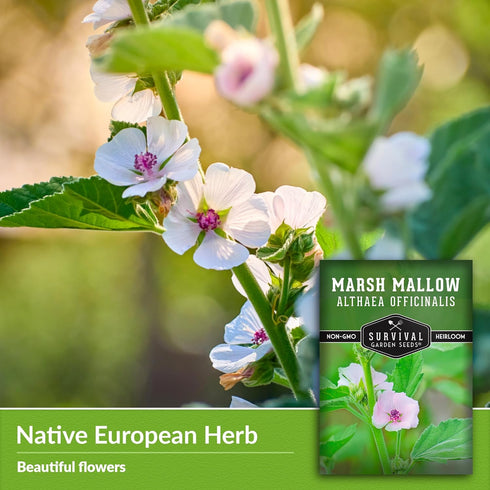 Marsh Mallow Seed for Planting - 1 Packet with Instructions to Plant and Grow Rare Medicinal Flowering Herbs in Your Home Vegetable Garden - Non-G...