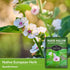 Marsh Mallow Seed for Planting - 1 Packet with Instructions to Plant and Grow Rare Medicinal Flowering Herbs in Your Home Vegetable Garden - Non-G...