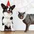 KUDES Small Dog Cat Big Pearl Collars with Crystal Rhinestone Diamond Décor, Adjustable Cute Fashion Pet PU Leather Collars Necklace for Wedding B...