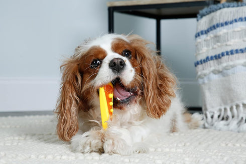 Hartz Chew 'n Clean Dental Duo Dog Treat & Chew Toy, Color Varies, Medium, 3 Pack...