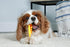 Hartz Chew 'n Clean Dental Duo Dog Treat & Chew Toy, Color Varies, Medium, 3 Pack...