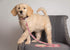 Pets First Collegiate Pet Accessories, Dog Leash, Oklahoma Sooners, Large...