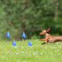 Marking 50 Pack Flags Yard Flags 12 x 2.5 x 3.5 Inch Marker Flags for Lawn Yard Flags Landscape Flgs Survey Flags, Sprinkler Flags, Irrigation Fla...