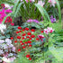 10Pcs Red Garden Stakes Mushroom Miniatures Indoor Outdoor Silhouette Fairy Garden Lawn Yard Decorations Lawn Inset Craft Decorative Garden Stakes...
