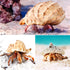 6pcs Natural Hermit Crab Shells,Opening 0.5''-1.5''Hermit Crab Shells,Natural Decoration Hermit Crab Supplies,Growth Turbo Seashells...